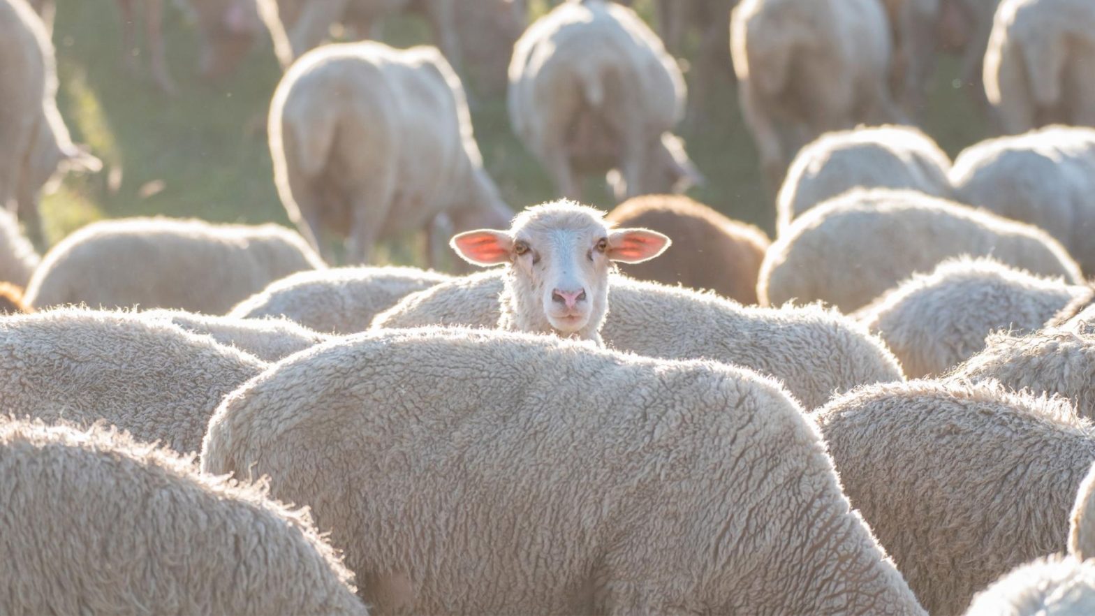 Understanding Social Proof Bias: When Popular Equals True